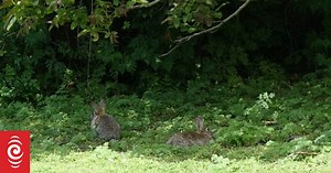 Moeraki rabbit plague: 'They're cleaning out everything'