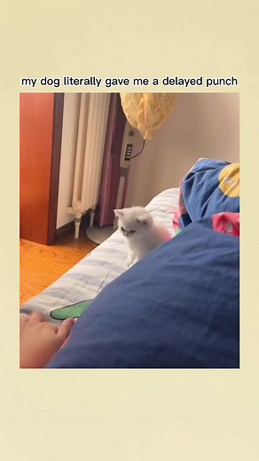 Cat Punching Compilation: Funny and Cute Kitty Punching Moments