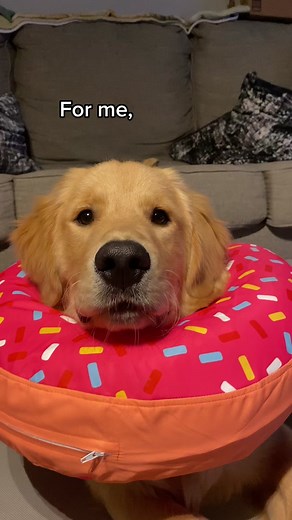 Donut the Golden Retriever on TikTok