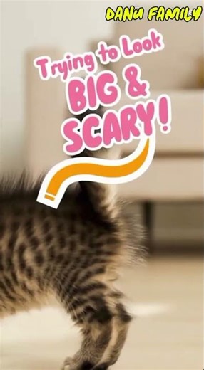 Why Kittens Do The Sideways Hop 🦀