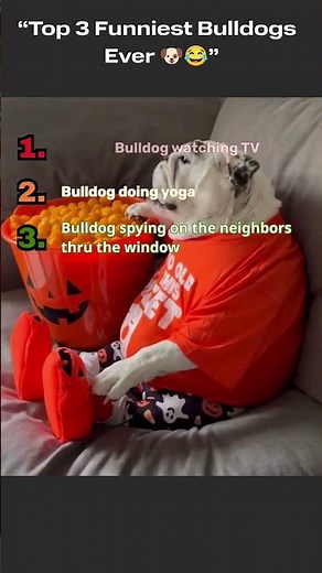Top 3 Funniest Bulldogs Ever 🐶😂 | Bulldog Comedy Moments