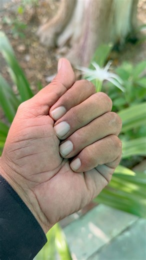 The plant shown in the video is likely a Peperomia obtusifolia, also known as the baby rubber plant