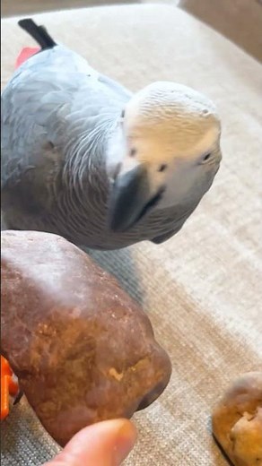 Shrek Shrock Compilation