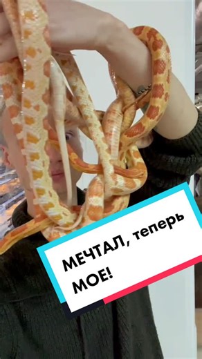 Beetle Collection in Interactive Display