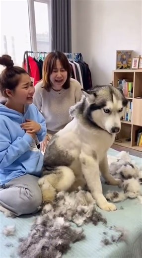 SHE SHAVED HIM 😱 #funny