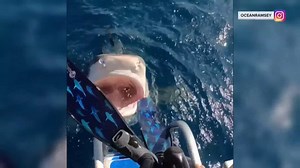 Video: Marine biologist nearly dives right into the mouth of a shark