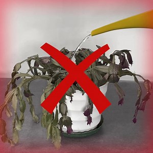 284 reactions · 68 shares | Comment garder vos plantes en vie ? Utilisez votre appareil photo pour obtenir un plan d'entretien pour toutes les plantes que vous pouvez trouver. ☘️ Cultivez la plante de vos rêves. | Plant Parent | Facebook