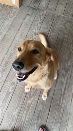Yellow Labrador: Why Off-Season Weight Gain Happens