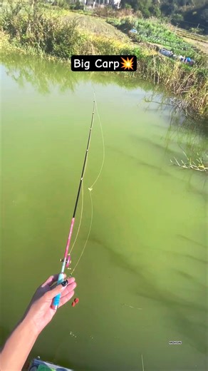 Amazing River Fishing Catching Giant Fish with Simple Rod #fishing #shortvideo