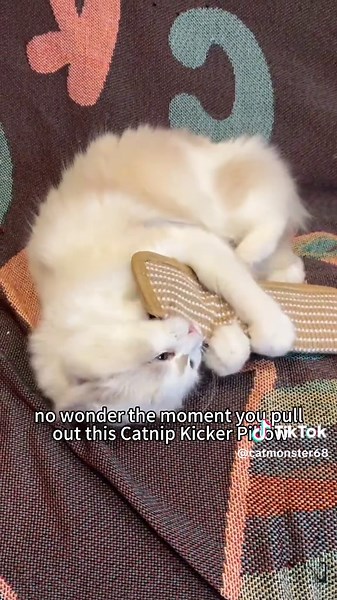 The Fascinating World of Catnip and Its Effects on Cats