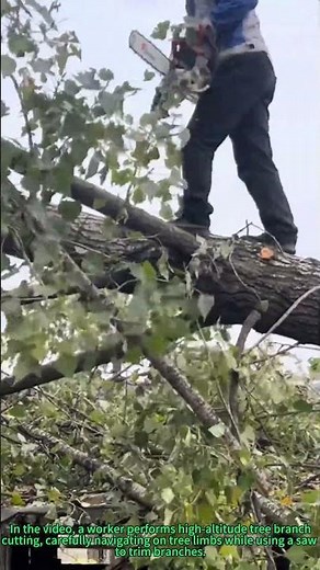 High Altitude Tree Branch Cutting: Skilled Worker Trims Trees at Height