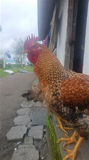 Gallo Hermoso Pollito 🐥 #todos #foryouシ #amazing #amazing #amazon #amazonia #fbreelsfypシ゚viralシ