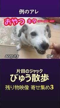 びゅう散歩 - 残りもの映像3（2023） #jackrussellterrier #ジャックラッセルテリア#ジャックラッセル