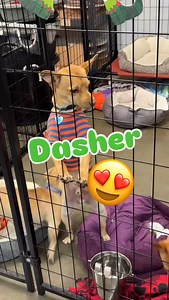 Dasher is our ADORABLE and incredibly sweet 4 month old foster. 🥰🐾 He’s got it all - the facial expressions, good with kids and other dogs, and the cuteness! Now he just needs a home. Does Dasher seem like a good fit for your home?! Let us know! 📍Lake Elsinore, CA @animalfriendsofthevalleys foster | Lucky Chi Dog Rescue