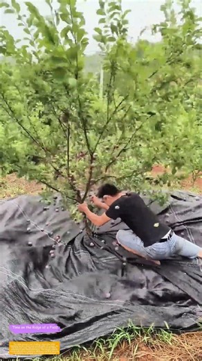 Shaking Trees for Plums: Why Farmers Use Tarps Instead of Ladders