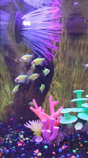 Glofish Electric Green Tetra makes your aquarium glow