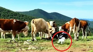 游客五台山徒步竟因宠物狗遭牛群围攻踩踏，狗叫为何会招致牛群攻击？