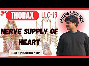 Nerve Supply Of Heart Anatomy ll Superficial & Deep Cardiac Plexus ll Sympathetic & Parasympathetic