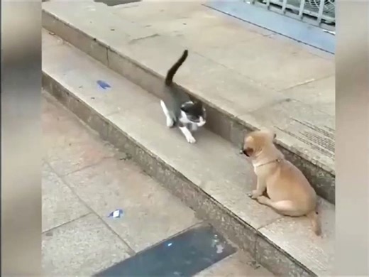 Funny Animal Videos l comedy video. - video Dailymotion