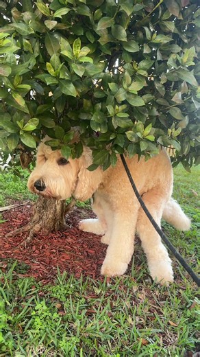 Tommy’s world and he’s going to go where he wants to go 😅 #dogsoftiktok #goldendoodle #dogtok #views #fyp