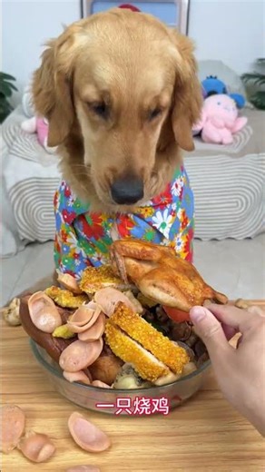 Canine Gluttony: Witness the Extreme Feeding Frenzy