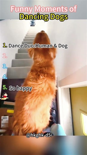 Dogs Dancing Moments 😂🐶 Ranked