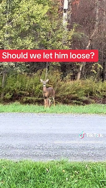 Very intense stare off, Boo Boo the dog and deer stare down. #viral #followme #dogsoftiktok #viralvideo #cute