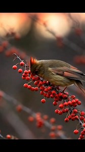 Her beauty whispers, not screams.🥰❤️ #FemaleCardinal #CardinalBeauty #NatureVibes #WildlifeMoment #BirdPhotography #NatureLovers #GoldenBrownBeauty #BackyardBirds #BirdWatching #ViralBirdReels #viralreels #birdphotography #birdwatching #naturelovers #cardinal #wildlifephotography #birdlife #BMW | Cardinal Fans Page