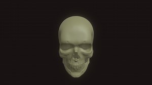 Human skull - 3D model by Lucy.art.CZ (@Lucy-art-CZ)