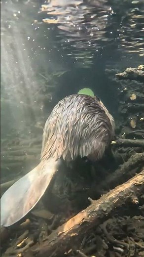 Beaver POV: A Rare Look Inside the Lodge Walls #wildlife
