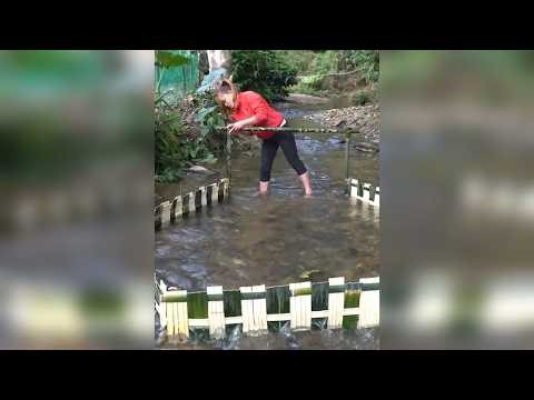 小溪上用竹子做个简易鱼笼捕鱼