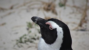 Temuan Baru Ilmuwan Italia Ungkap Suara Penguin Mirip Hukum Linguistik Manusia