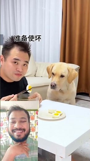 Funny Animals Comedy #funnyshorts #animals #comedy #viral #shorts #youtubeshorts #trending #like