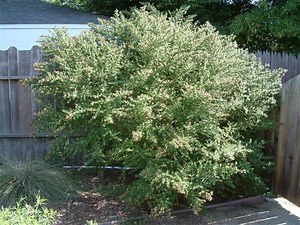 Leptospermum petersonii - Alchetron, the free social encyclopedia