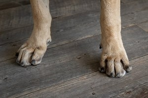 7 Best Ways to Stop Dog Nail Bleeding [DIY FAST!]