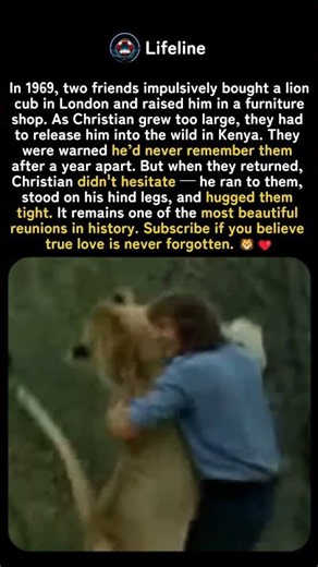 They Left Him in the African Wild. A Year Later, He Ran to Find Them. 🦁❤️