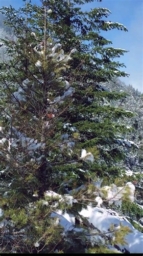 Hall Point Vista | Washington State | Change Creek Valley View #nature #mountains #snow