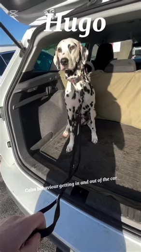 #dalmatian #dogtraining #caninebehaviourist #dogsofinstagram | Canine Behaviour Centre | Facebook