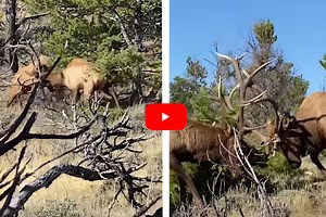 Bowhunters Nearly Get Trampled During Close, Knock-Down Elk Fight