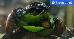 Cockroaches evolved before the continents did, which is why they’re everywhere