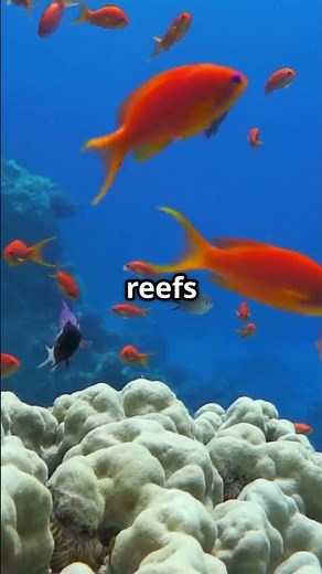 British Indian Ocean Territory: Least Populated Country – Top 3 Facts