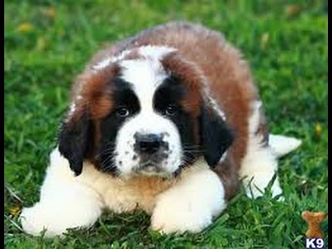 St Bernard Puppies Too Cute : A Cute Video Of St Bernard Puppies Playing