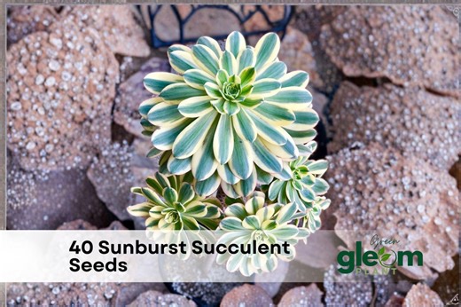 40 Sunburst Succulent Seeds | Aeonium Davidbramwellii - Etsy