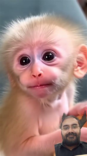 Cute little monkey smiling while eating #shortfeed #funny #babymonkey #cute #monkeyvideo #monkeylove