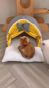 When the temperatures drop, your cat needs more than just love—it needs Eco Farm. 🌨️ With 30% protein chicken and all the essential nutrients packed into a fully balanced meal to keep your cat powerful, healthy, and satisfied through every frosty day. ✅Rich in Omega 3 & 6 for a shiny coat. ✅Rich in Vitamin D & Calcium for strong bones. ✅0% coloring agents or harmful preservatives are added. Ask the near Pet Shop for Eco Farm Products or Send a DM. | Ecofarm