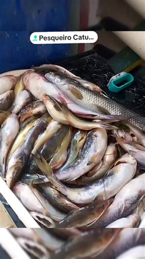 Dicas de pescaria no catueiro para pegar bagres