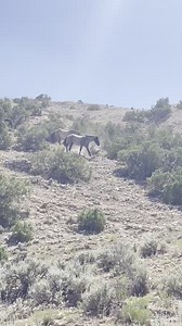 Mustang Safety When hiking in the Wild Horse Range stay vigilant. In this video one of our rangers was hiking Lower Layout Creek when a band of horses came over a ridge. The horses crossed his path too close for comfort. However, the ranger was vigilant and stayed calm through the encounter. So, he was able to stay safe instead of accidentally becoming trampled by the horses. It is important when viewing the mustangs in the park to remember that they are wild animals. For their safety and yours,