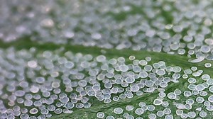 Watch Digital Microscope with 4.3'' LCD Screen on Amazon Live