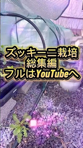 【総集編】ズッキーニ栽培のすべてを6分に凝縮！種まきから収穫まで一気見！ #shorts #ズッキーニ栽培 #家庭菜園