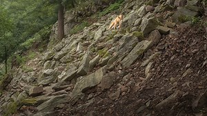 The Calm Side of Nature Captured on a Trail Camera